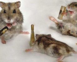 drunk-animals