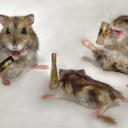 drunk-animals