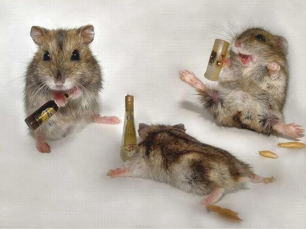 drunk-animals